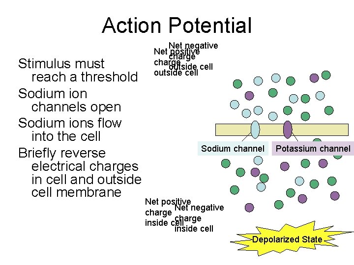 Action Potential Stimulus must reach a threshold Sodium ion channels open Sodium ions flow