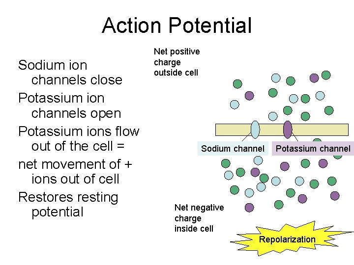 Action Potential Sodium ion channels close Potassium ion channels open Potassium ions flow out