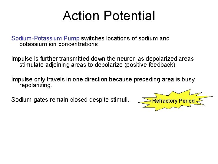 Action Potential Sodium-Potassium Pump switches locations of sodium and potassium ion concentrations Impulse is