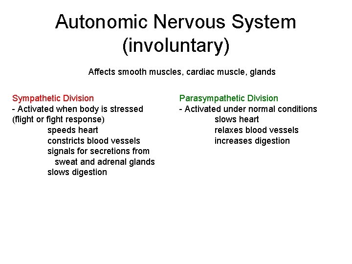 Autonomic Nervous System (involuntary) Affects smooth muscles, cardiac muscle, glands Sympathetic Division - Activated