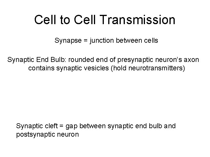 Cell to Cell Transmission Synapse = junction between cells Synaptic End Bulb: rounded end