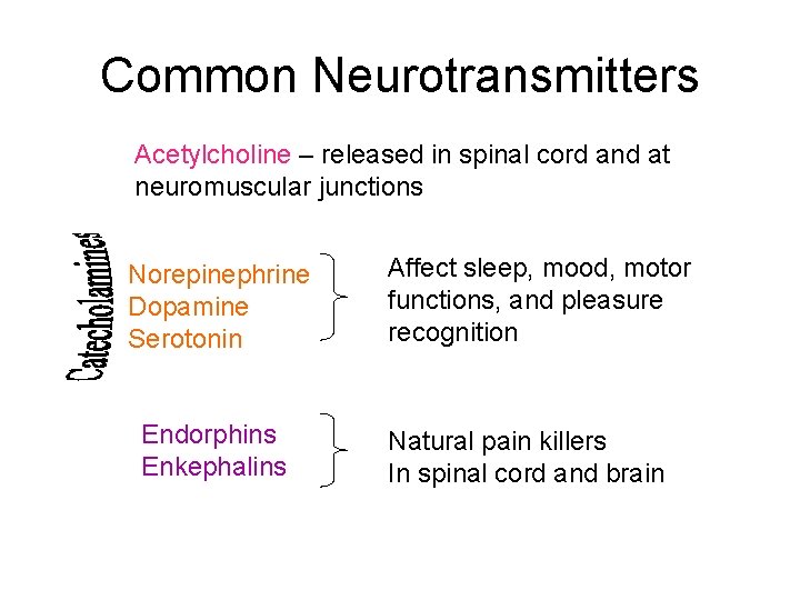 Common Neurotransmitters Acetylcholine – released in spinal cord and at neuromuscular junctions Norepinephrine Dopamine