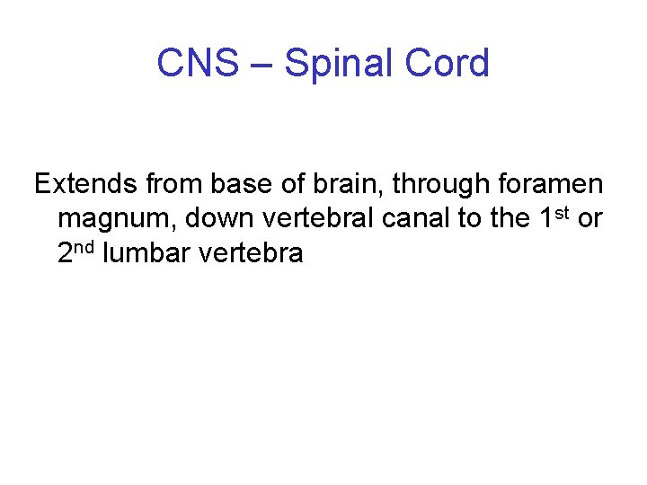 CNS – Spinal Cord Extends from base of brain, through foramen magnum, down vertebral