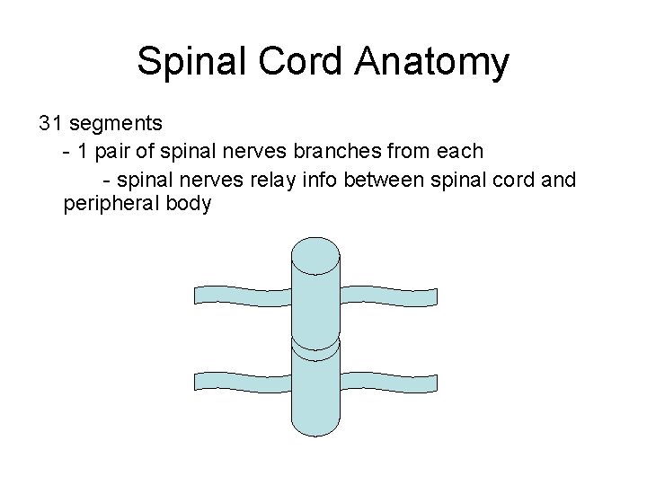 Spinal Cord Anatomy 31 segments - 1 pair of spinal nerves branches from each