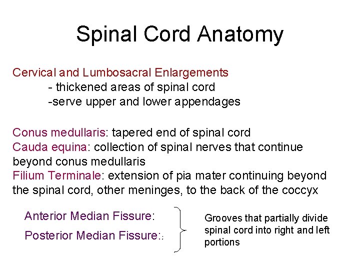 Spinal Cord Anatomy Cervical and Lumbosacral Enlargements - thickened areas of spinal cord -serve