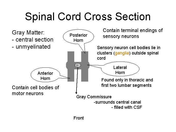 Spinal Cord Cross Section Gray Matter: - central section - unmyelinated Posterior Horn Sensory