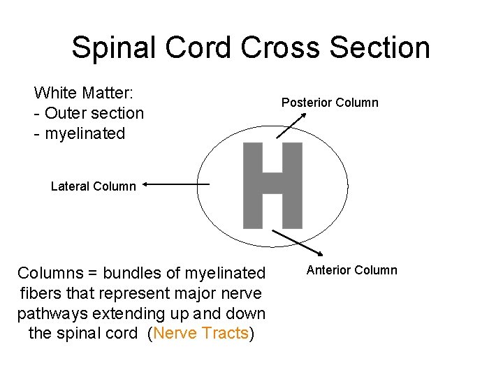 Spinal Cord Cross Section White Matter: - Outer section - myelinated Posterior Column Lateral