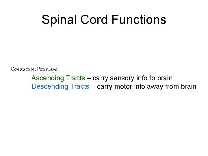 Spinal Cord Functions Conduction Pathways: Ascending Tracts – carry sensory info to brain Descending