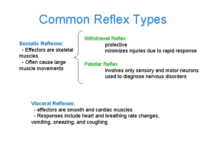 Common Reflex Types Somatic Reflexes: - Effectors are skeletal muscles - Often cause large