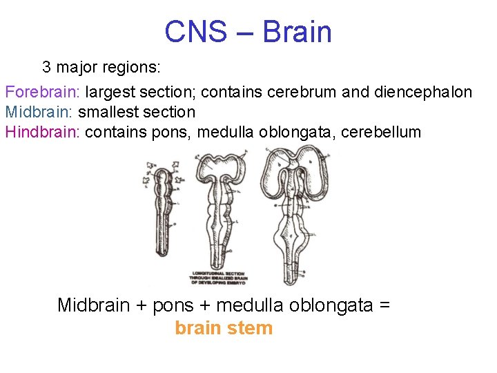 CNS – Brain 3 major regions: Forebrain: largest section; contains cerebrum and diencephalon Midbrain: