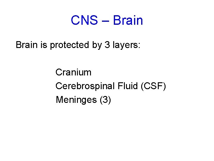 CNS – Brain is protected by 3 layers: Cranium Cerebrospinal Fluid (CSF) Meninges (3)