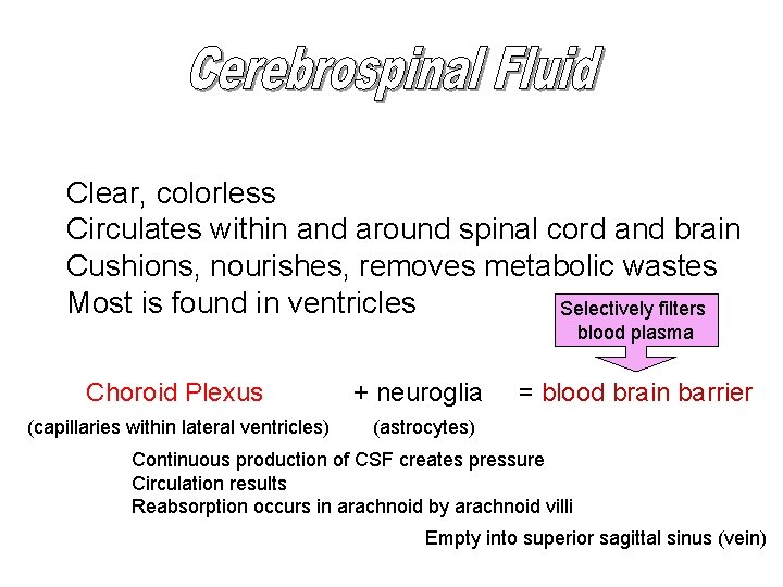 Clear, colorless Circulates within and around spinal cord and brain Cushions, nourishes, removes metabolic