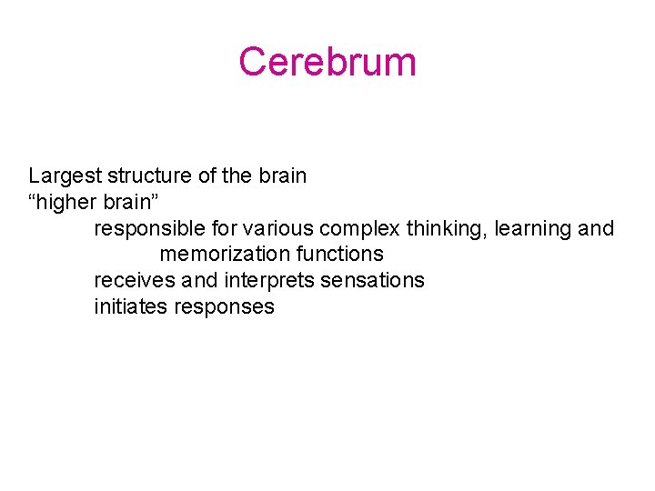 Cerebrum Largest structure of the brain “higher brain” responsible for various complex thinking, learning