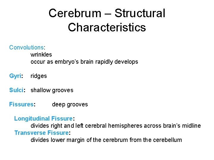 Cerebrum – Structural Characteristics Convolutions: wrinkles occur as embryo’s brain rapidly develops Gyri: ridges