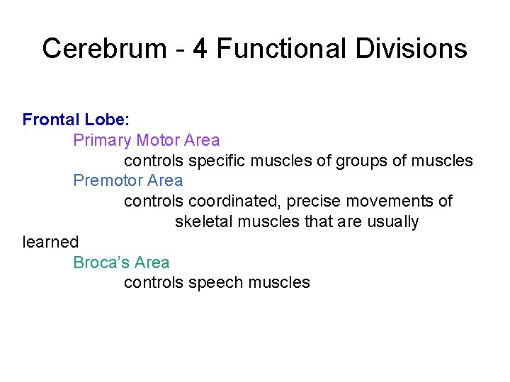 Cerebrum - 4 Functional Divisions Frontal Lobe: Primary Motor Area controls specific muscles of