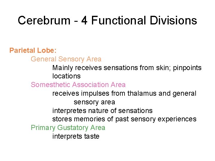 Cerebrum - 4 Functional Divisions Parietal Lobe: General Sensory Area Mainly receives sensations from