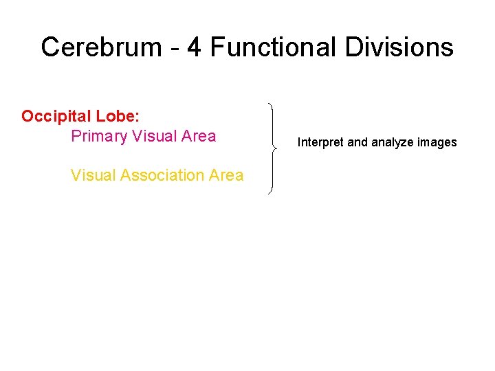 Cerebrum - 4 Functional Divisions Occipital Lobe: Primary Visual Area Visual Association Area Interpret