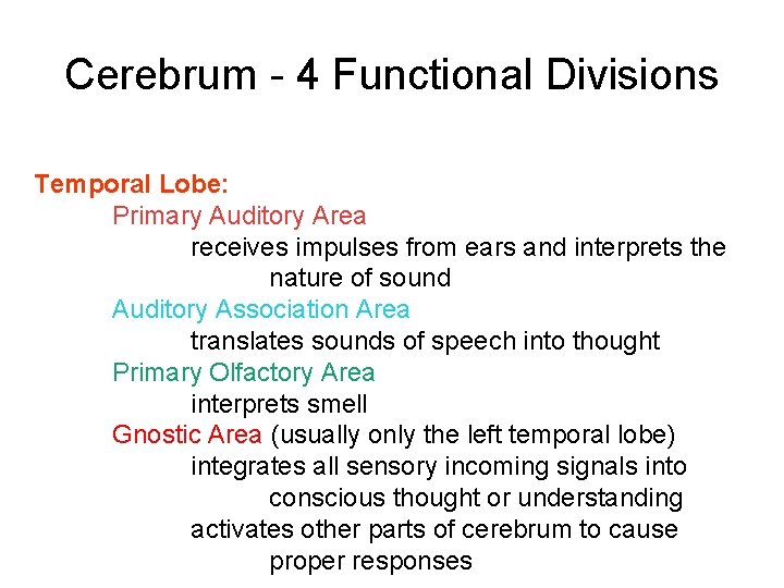 Cerebrum - 4 Functional Divisions Temporal Lobe: Primary Auditory Area receives impulses from ears