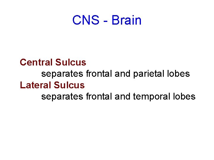 CNS - Brain Central Sulcus separates frontal and parietal lobes Lateral Sulcus separates frontal