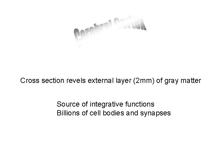 Cross section revels external layer (2 mm) of gray matter Source of integrative functions