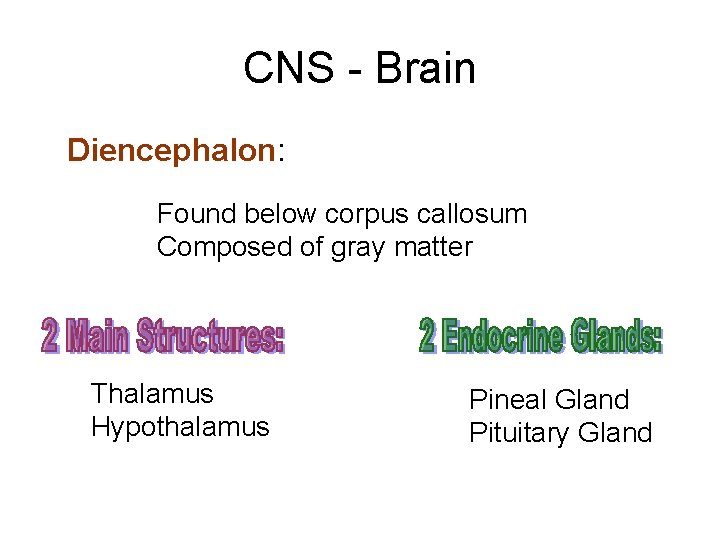 CNS - Brain Diencephalon: Found below corpus callosum Composed of gray matter Thalamus Hypothalamus