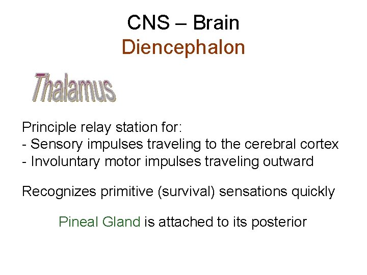 CNS – Brain Diencephalon Principle relay station for: - Sensory impulses traveling to the