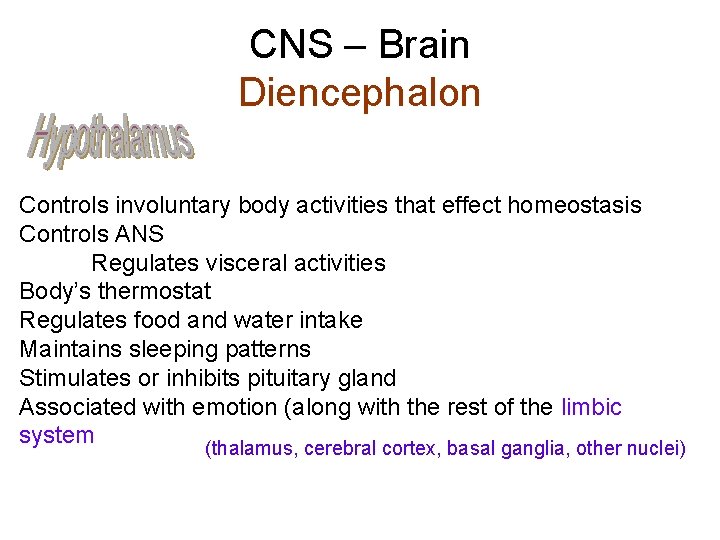 CNS – Brain Diencephalon Controls involuntary body activities that effect homeostasis Controls ANS Regulates