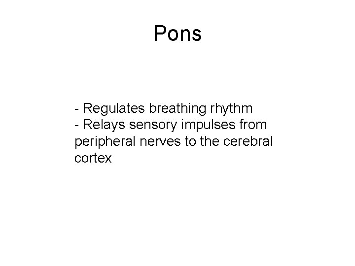 Pons - Regulates breathing rhythm - Relays sensory impulses from peripheral nerves to the