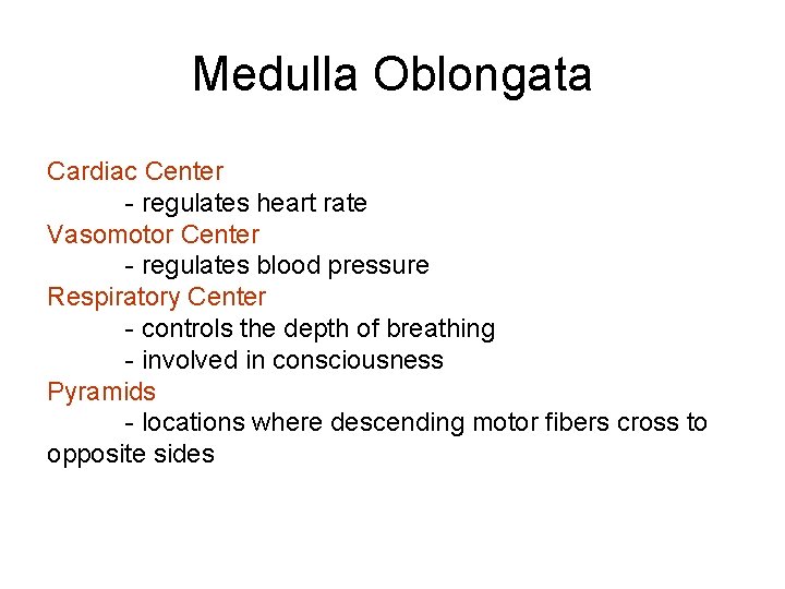 Medulla Oblongata Cardiac Center - regulates heart rate Vasomotor Center - regulates blood pressure