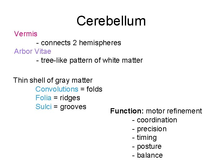 Cerebellum Vermis - connects 2 hemispheres Arbor Vitae - tree-like pattern of white matter