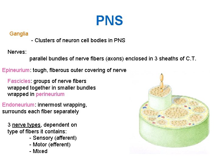 PNS Ganglia - Clusters of neuron cell bodies in PNS Nerves: parallel bundles of