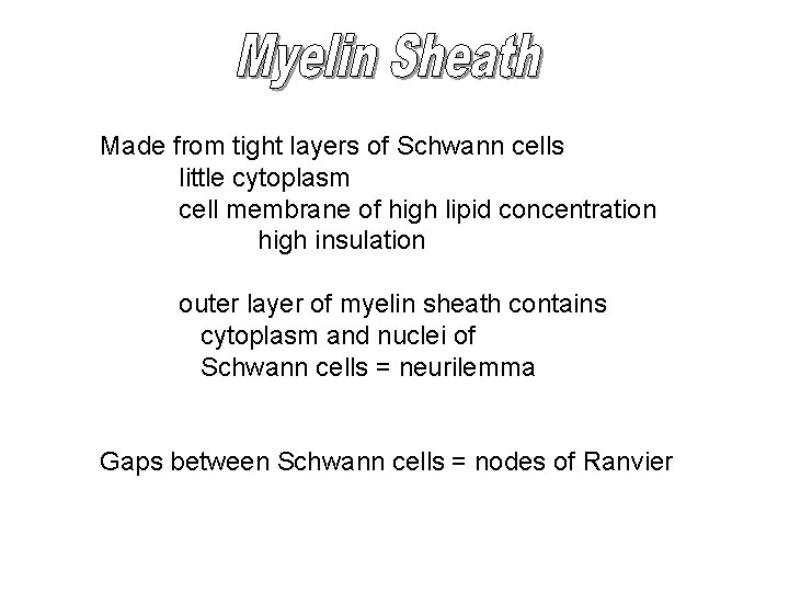 Made from tight layers of Schwann cells little cytoplasm cell membrane of high lipid