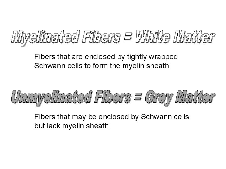 Fibers that are enclosed by tightly wrapped Schwann cells to form the myelin sheath