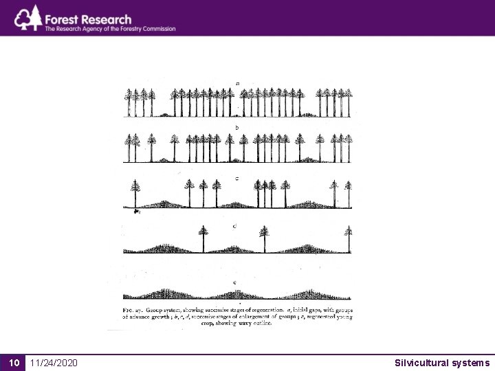 10 11/24/2020 Silvicultural systems 