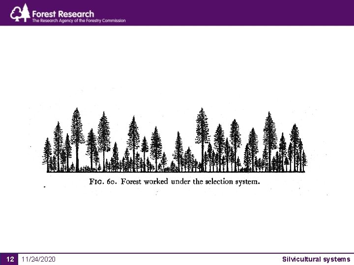 12 11/24/2020 Silvicultural systems 