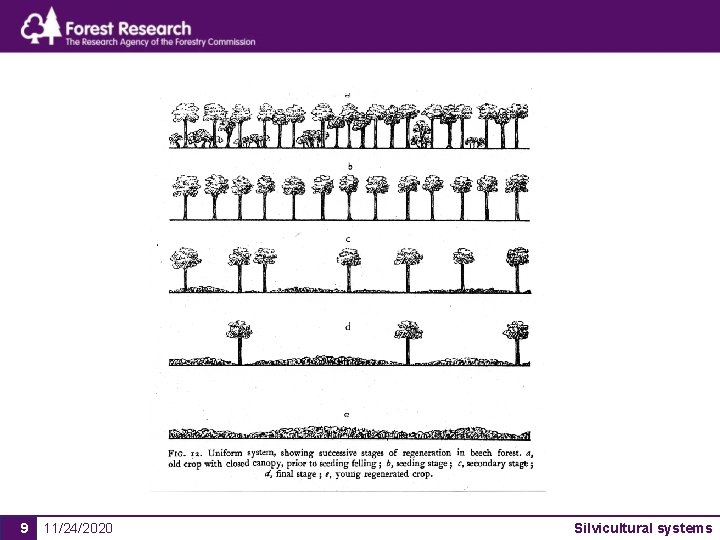 9 11/24/2020 Silvicultural systems 