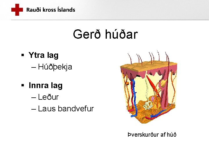 Gerð húðar § Ytra lag – Húðþekja § Innra lag – Leður – Laus