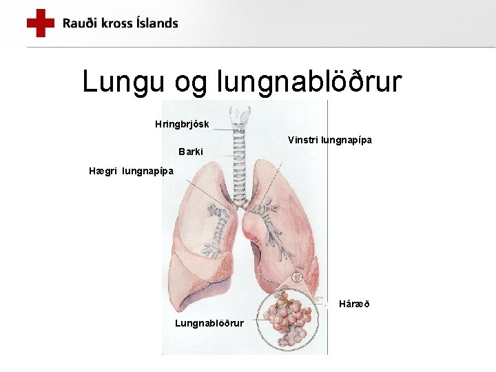 Lungu og lungnablöðrur Hringbrjósk Vinstri lungnapípa Barki Hægri lungnapípa Háræð Lungnablöðrur 