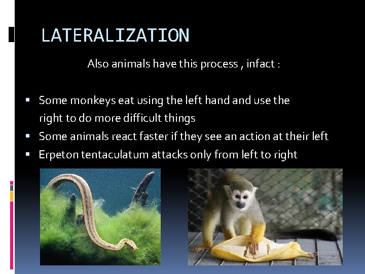 LATERALIZATION Also animals have this process , infact : Some monkeys eat using the