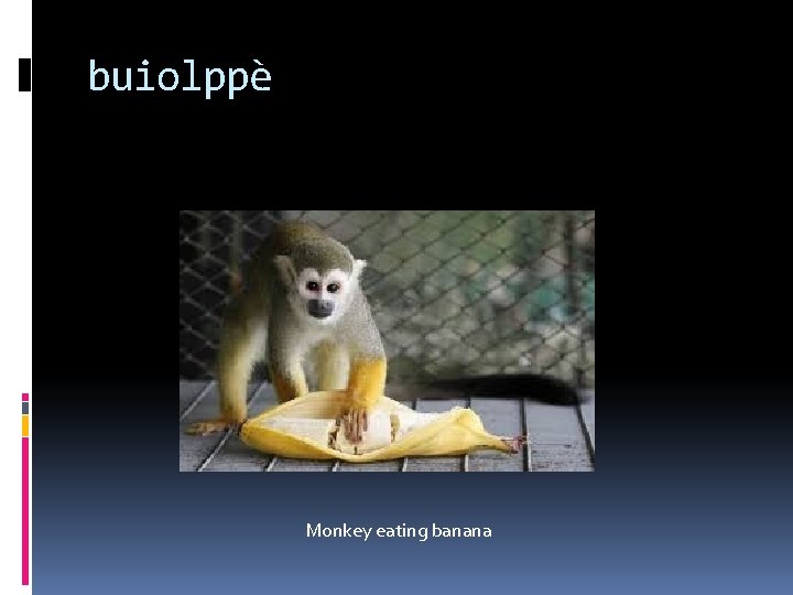 buiolppè Monkey eating banana 