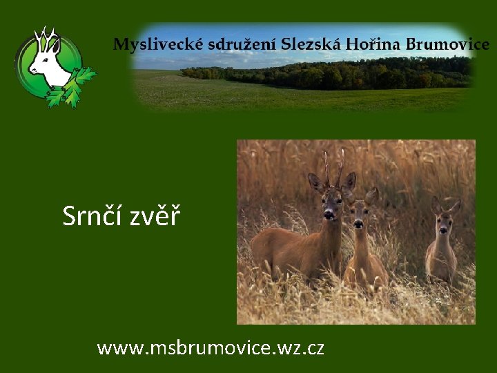 Srnčí zvěř www. msbrumovice. wz. cz 
