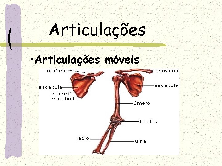 Articulações • Articulações móveis 