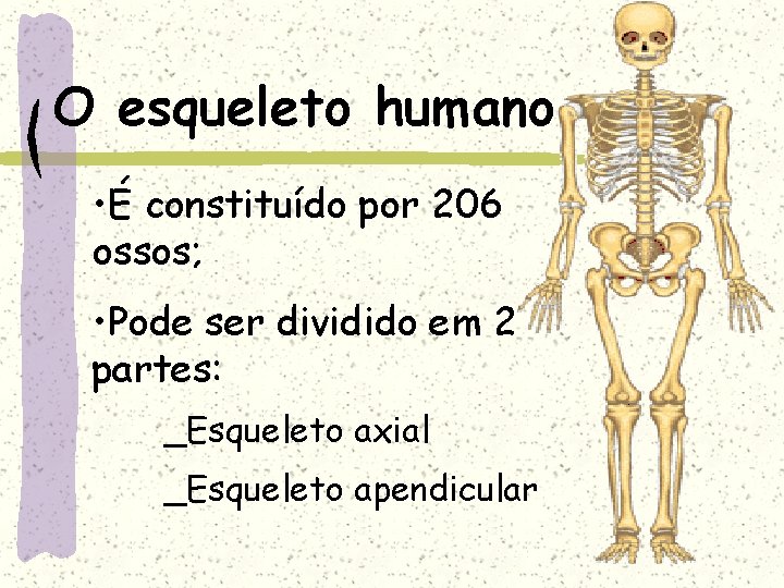 O esqueleto humano • É constituído por 206 ossos; • Pode ser dividido em