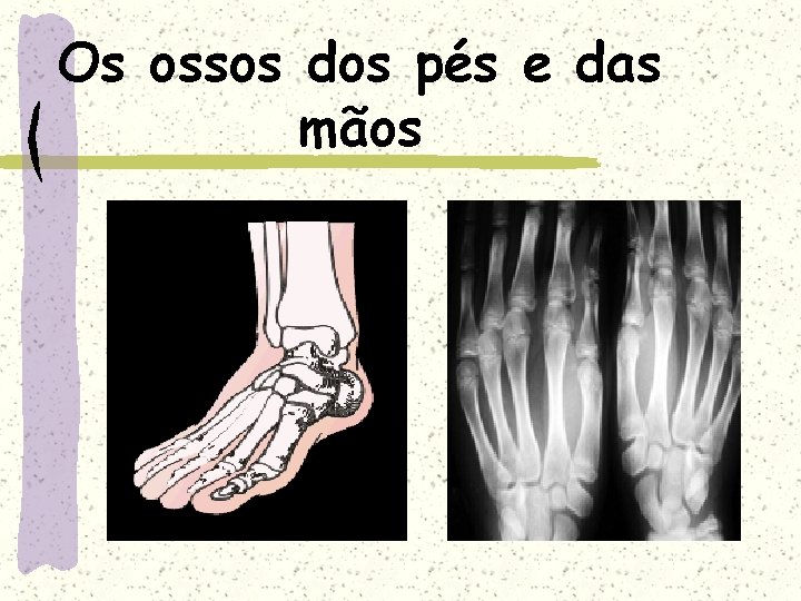 Os ossos dos pés e das mãos 