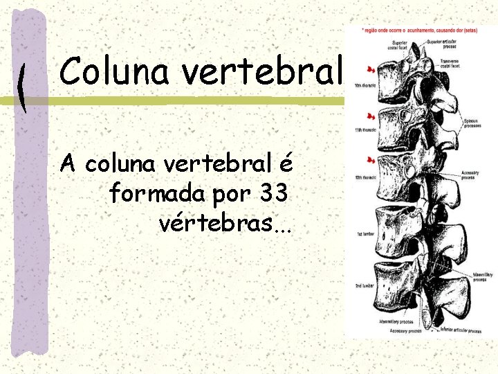 Coluna vertebral A coluna vertebral é formada por 33 vértebras. . . 