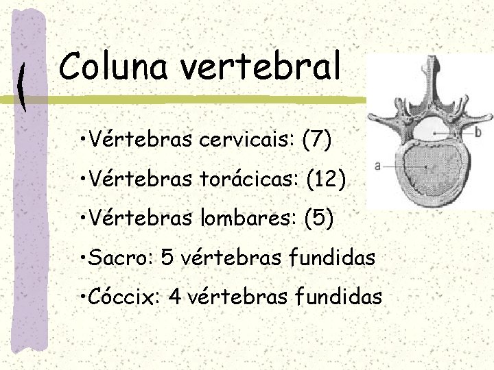 Coluna vertebral • Vértebras cervicais: (7) • Vértebras torácicas: (12) • Vértebras lombares: (5)