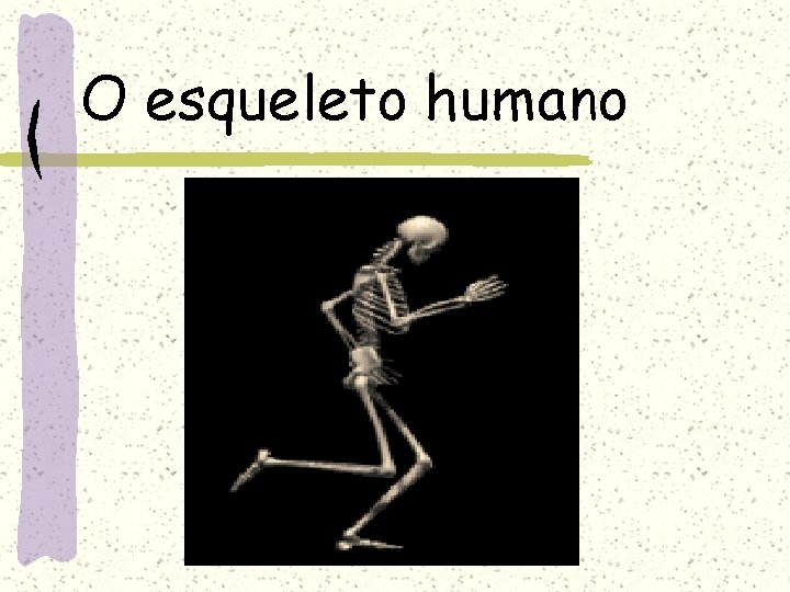 O esqueleto humano 