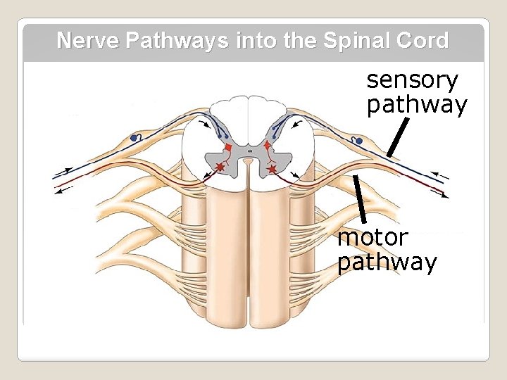 Nerve Pathways into the Spinal Cord sensory pathway motor pathway 