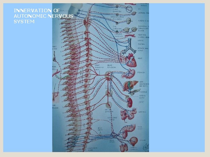 INNERVATION OF AUTONOMIC NERVOUS SYSTEM 