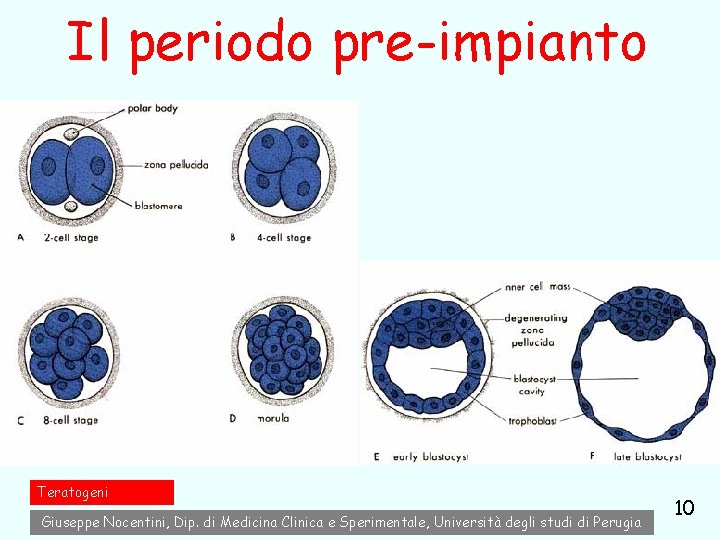 Il periodo pre-impianto Teratogeni Giuseppe Nocentini, Dip. di Medicina Clinica e Sperimentale, Università degli Il periodo pre-impianto Teratogeni Giuseppe Nocentini, Dip. di Medicina Clinica e Sperimentale, Università degli